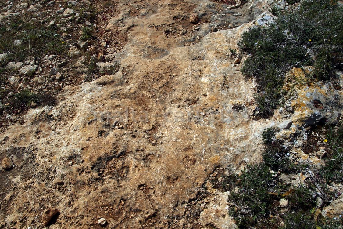 Ix-Xaghra tal-Qortin 2