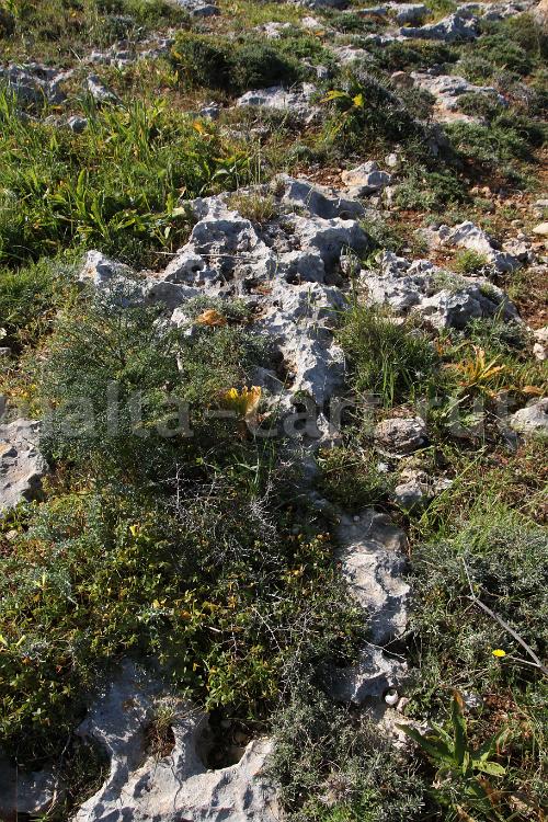 Wied ta'Rduna 6