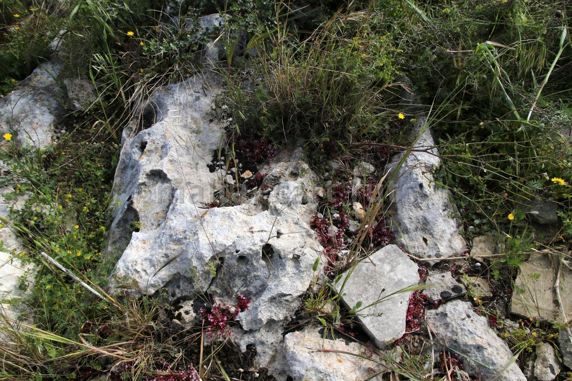 Misrah Għonoq 2b
