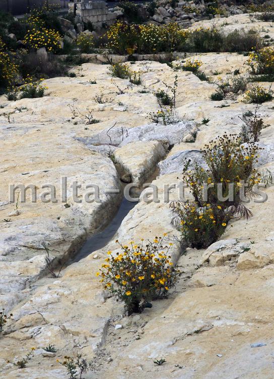 Marsa - 01