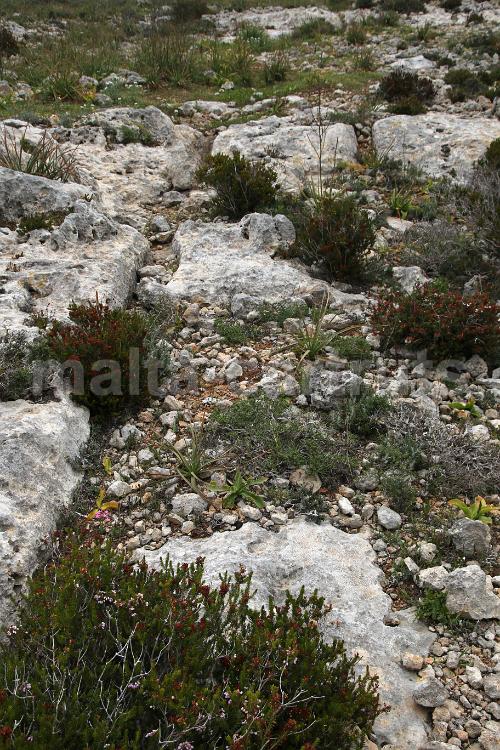 Qallilija 4c
