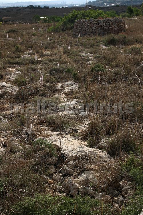 Tan-Nadur 5a - 01