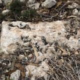 Il-Qsajjem Mtahleb 1 - 01