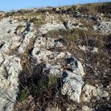 Ta'Cenc 10b