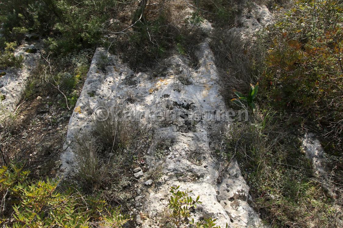Leucaspide 1