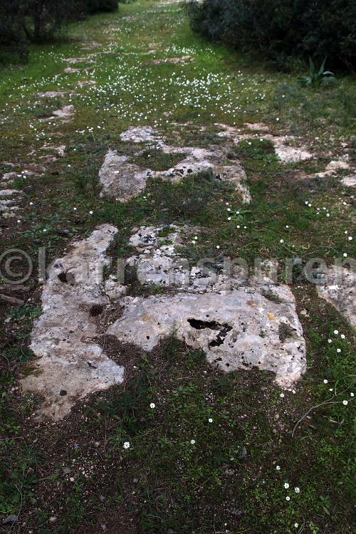 Leucaspide 18a