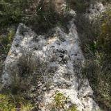 Leucaspide 1