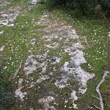 Leucaspide 12