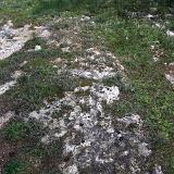 Leucaspide 14