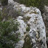 Leucaspide 2