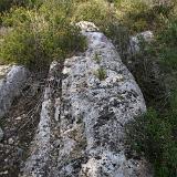 Leucaspide 3
