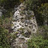 Leucaspide 4